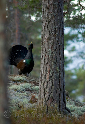 BB 05 0198 / Tetrao urogallus / Storfugl